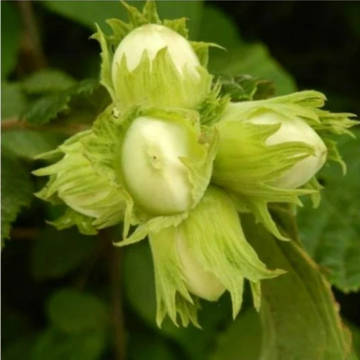 Lazdynai paveiksliukas