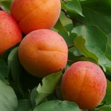 Abrikosai paveiksliukas