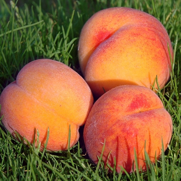 Persikai paveiksliukas