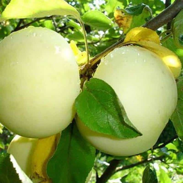 Obelys paveiksliukas