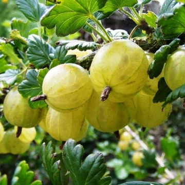 Agrastai paveiksliukas