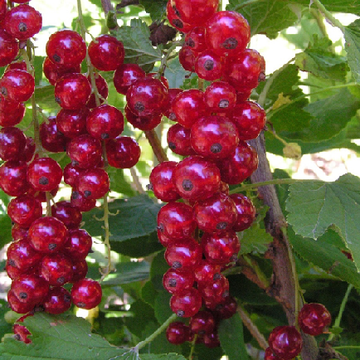 Serbentai paveiksliukas